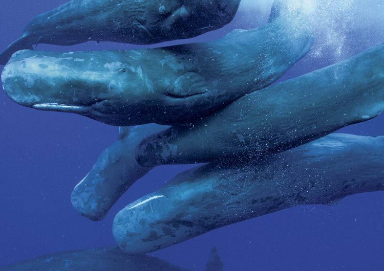Las ballenas son como nosotros