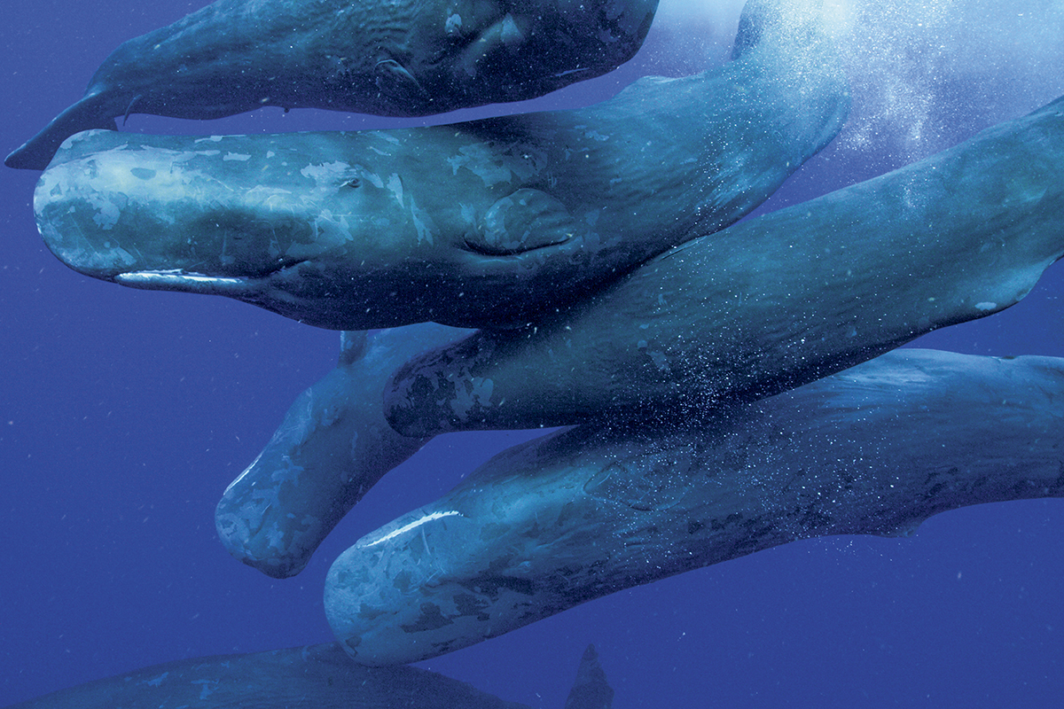 Los cachalotes suelen viajar grandes distancias, pero se detienen en el camino para interactuar con las ballenas locales. Las ballenas son criaturas sociales, por lo que, si una “queda varada, las otras acuden al rescate”. Foto: Luis Lamar/National Geographic para Disney