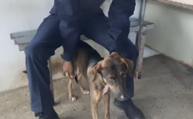 Panamá: perro es detenido por la policía; servía de correo entre presos de una cárcel