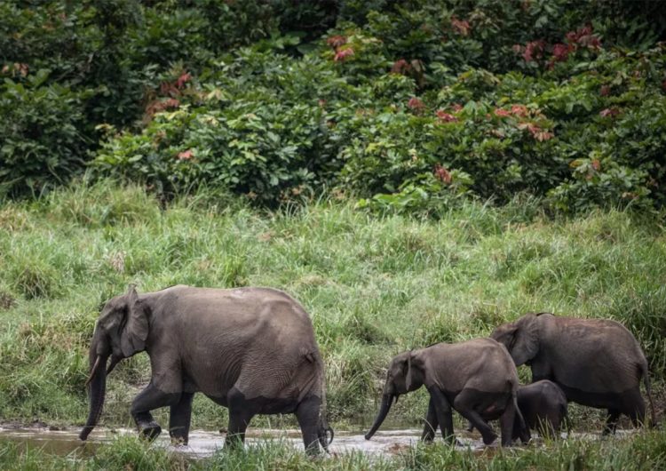 Elefante embosca a un cazador y lo pisotea hasta matarlo