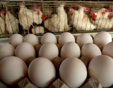 Director divulga que los huevos se pueden empollar con la mente; su escuela ya fue cerrada