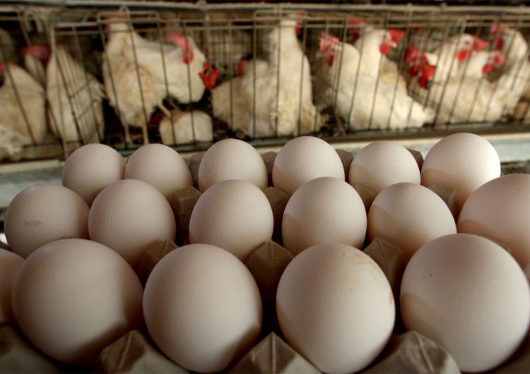 Director divulga que los huevos se pueden empollar con la mente; su escuela ya fue cerrada