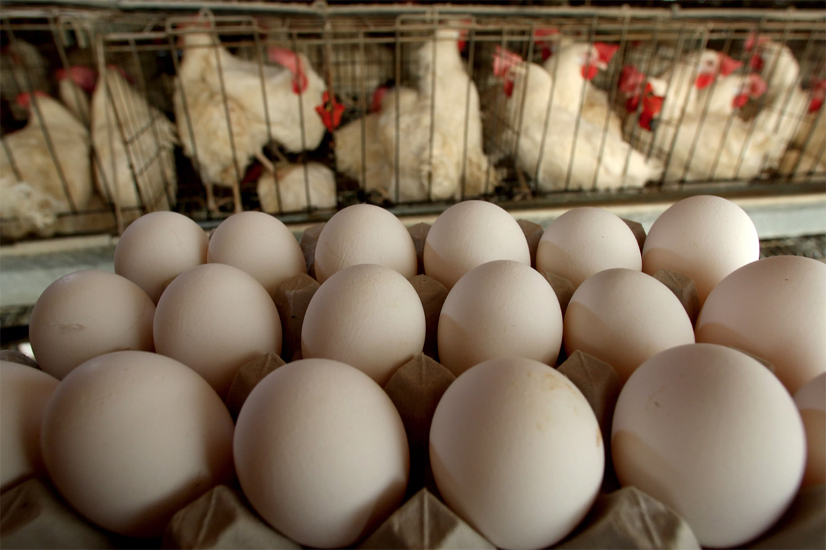 Según Guo, sus estudiantes convirtieron huevos hervidos en pollos vivos usando “control mental”. David Silverman/Getty Images