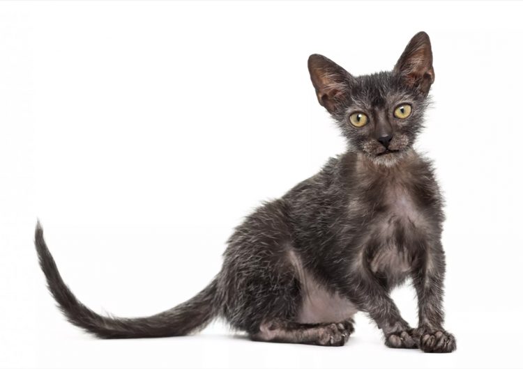 Mujer descubre que su gatita ‘enferma’ en realidad es un raro ejemplar de gato lobo