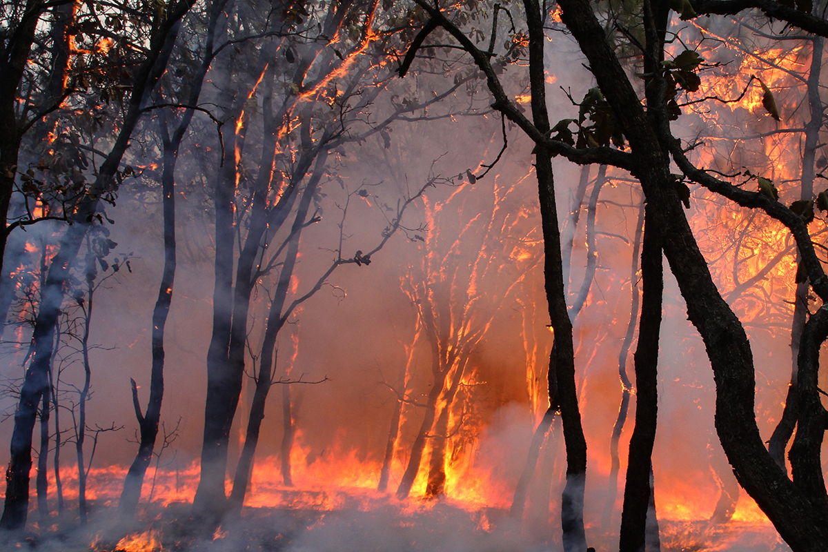 Bosque La Primavera, en Jalisco. Para que un incendio forestal se detone basta con tener material combustible vegetal seco y una chispa. Foto: Héctor Guerrero/AFP