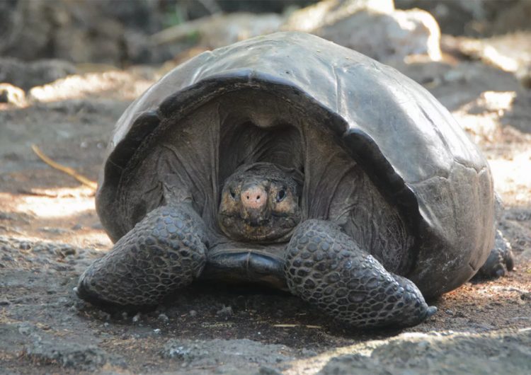 Tortuga gigante que se creía extinta desde hace 112 años busca pareja para salvar su especie