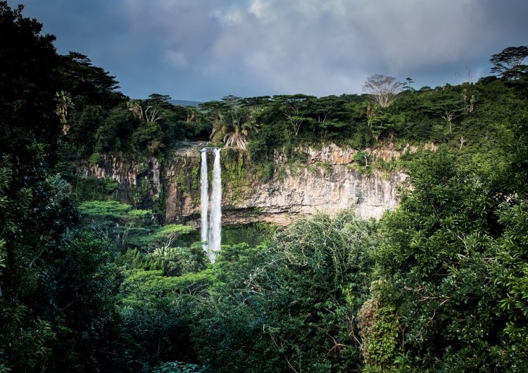 Las selvas africanas siguen frenando el cambio climático