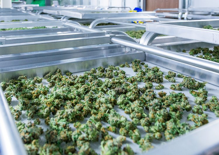 Por qué la oportunidad del cannabis en México está en los mercados internacionales
