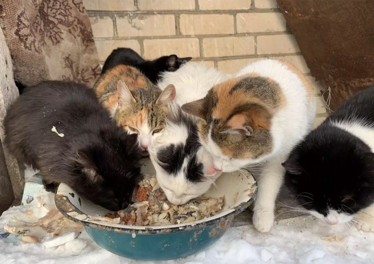 Más de 60 gatos maltratados, 10 de ellos muertos, son recuperados de casa de ‘rescatista’