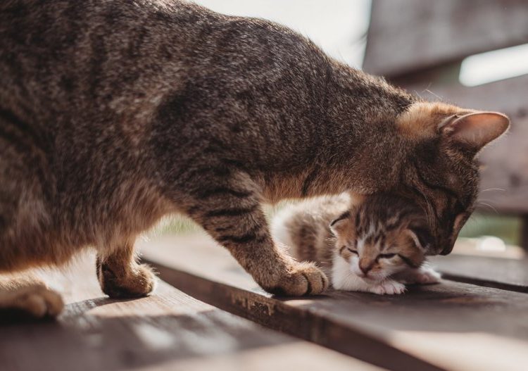 Gata salva a su cría de un granero en llamas; ya se recupera de las quemaduras