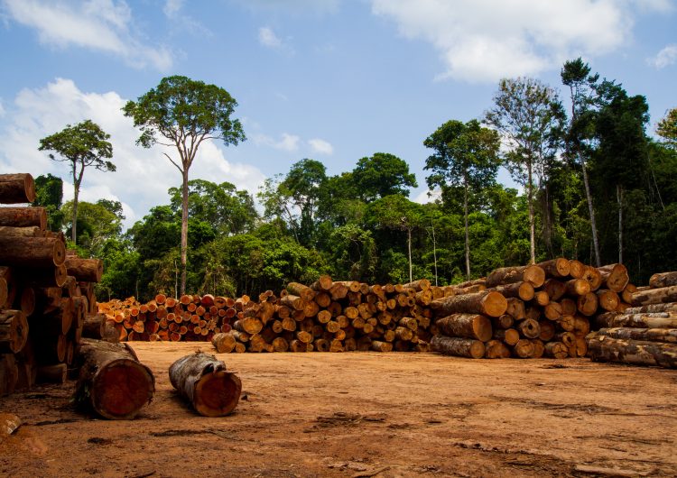 Indígenas aislados en el Amazonas, en ‘riesgo’ por el tráfico ilegal de madera: Survival International
