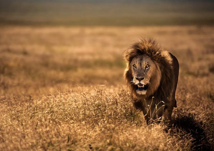 León que mató y se comió a tres niños será reubicado lejos de asentamientos humanos