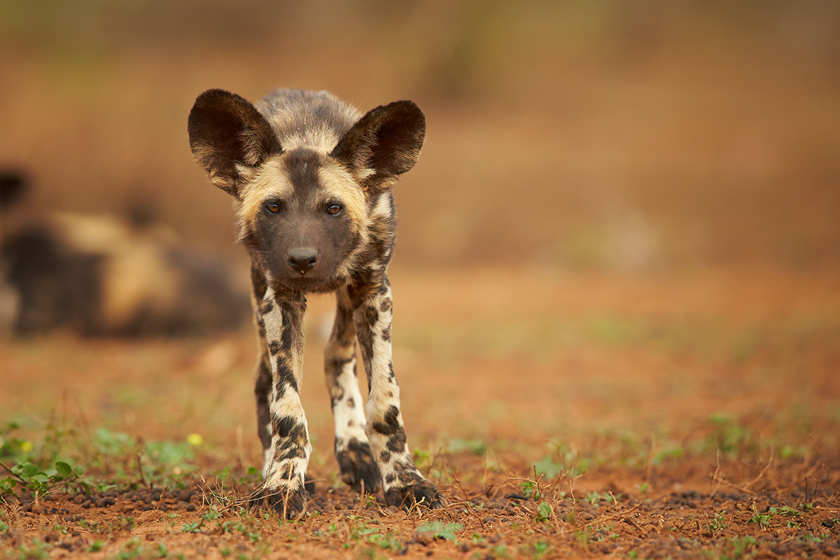Los sjamboks se usan en Sudáfrica para espantar animales peligrosos, como los perros salvajes. (Foto: Adobe Stock)