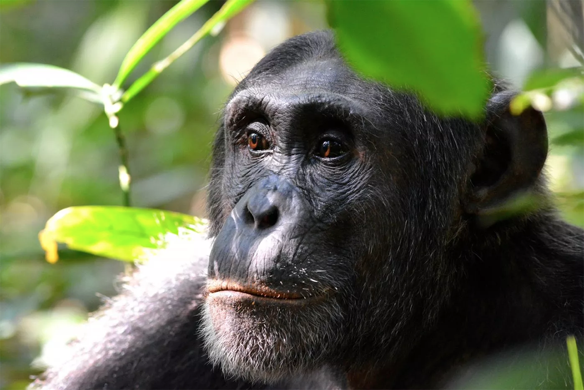 Chimpancé no domesticado en el Parque Nacional de Kibale, Uganda. (Foto: Brockswood/iStock)