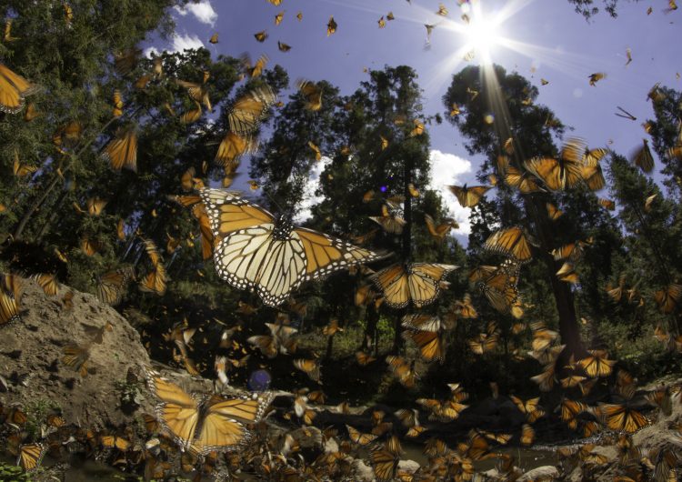 WWF teje nuevas alianzas para proteger a la mariposa monarca