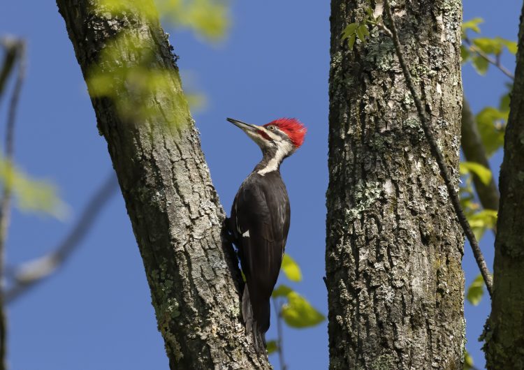 EU declara extintas permanentemente 23 especies; conócelas aquí