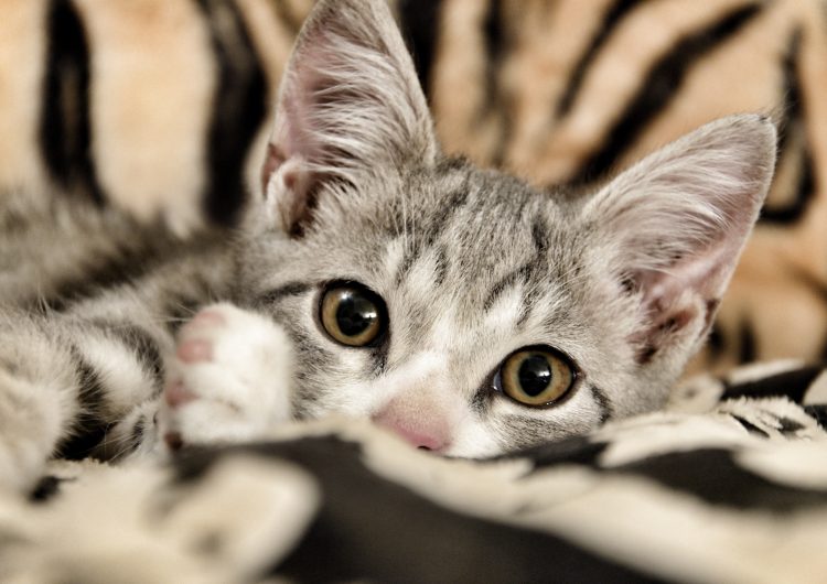 CDMX: así pueden obtener las mascotas un Registro Único De Animales De Compañía