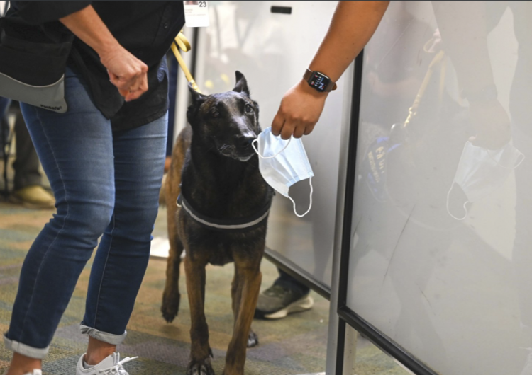 EU: aeropuerto de Miami cuenta con los primeros perros detectores de covid-19 del mundo