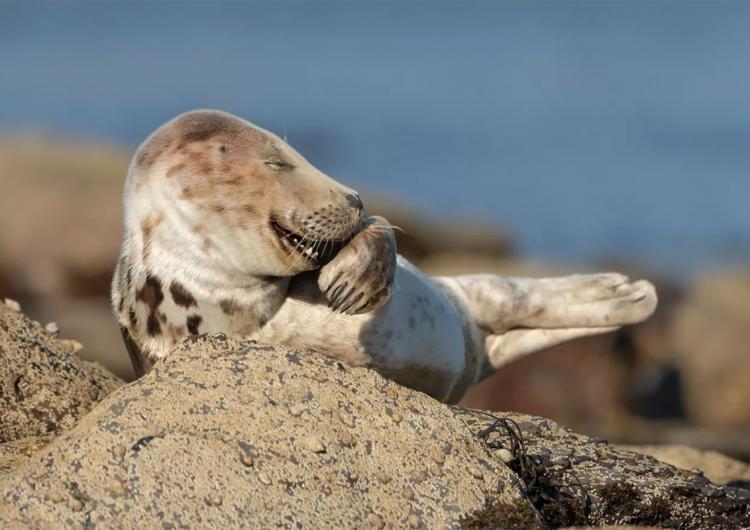 Ríe un rato con algunas de las fotos de animales más divertidas: son de premio