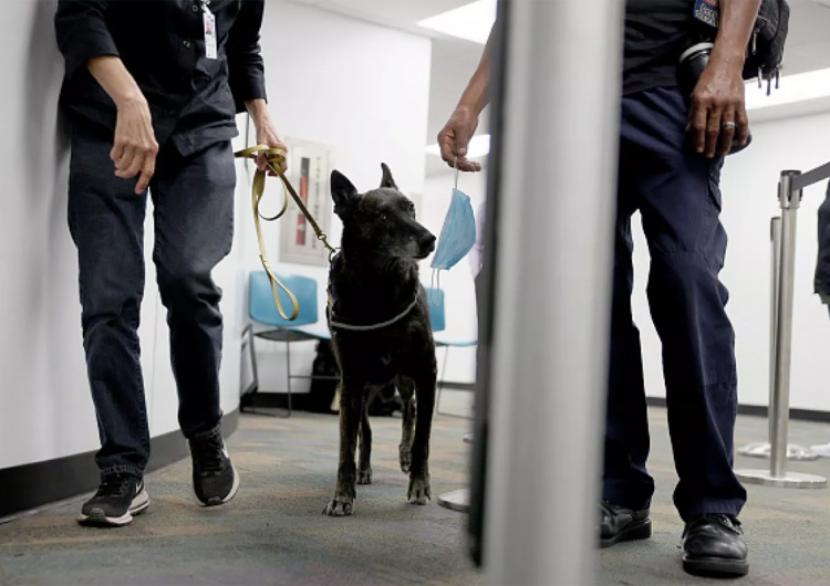 Perros detectores de covid-19 del aeropuerto de Miami logran precisión de 99 por ciento
