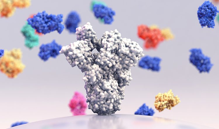 Científicos descubren potente anticuerpo neutralizante contra variantes del SARS-CoV-2