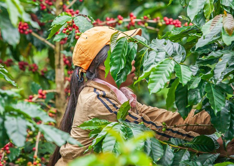 Tres historias de éxito de cafés con altura