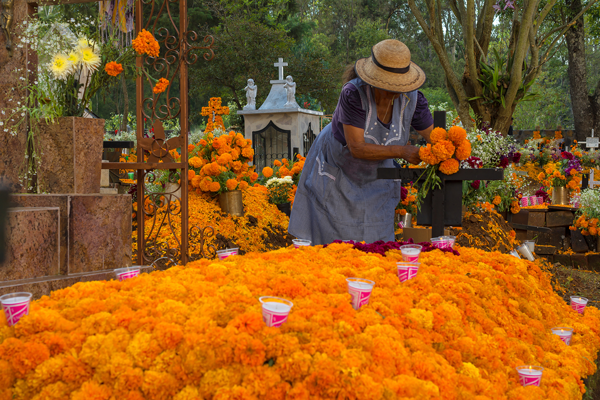 Flor de cempasúchil: un símbolo del Día de Muertos muy mexicano | Newsweek  en Español
