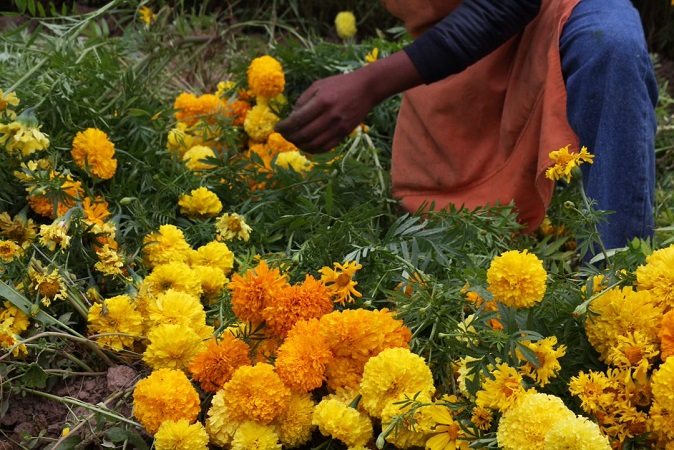 Cempasúchil, la flor que sustenta a familias enteras en Jesús María |  Newsweek en Español