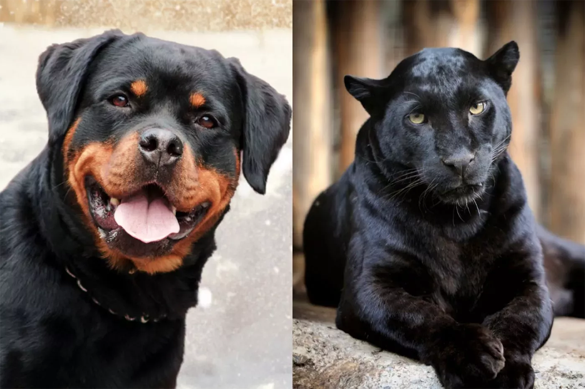 Un rottweiler y una pantera rescatada de un zoológico se convierten en  mejores amigos | Newsweek en Español