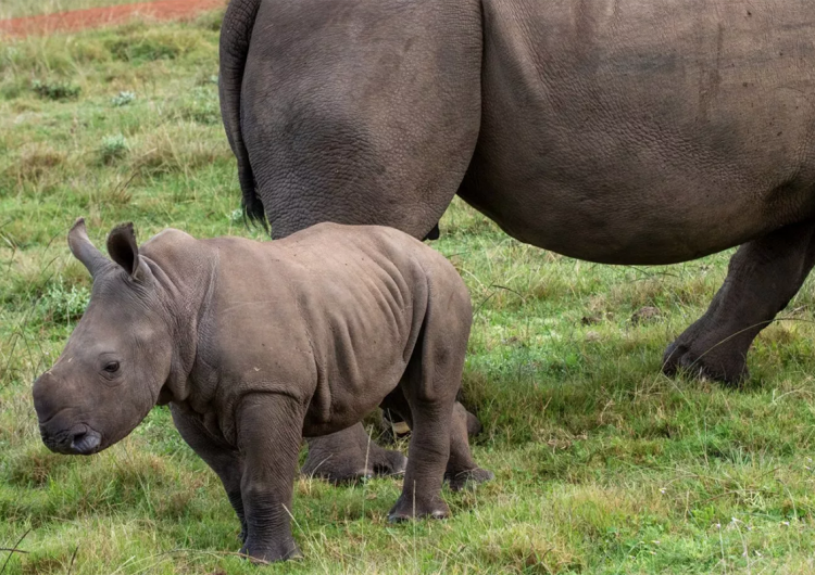“Estamos fascinados”: rara cría de rinoceronte blanco nace en un safari para autos