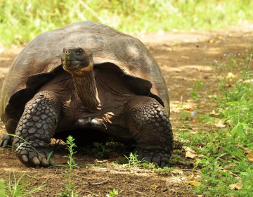 Tortugas de las Galápagos son halladas sin vida; está especie casi está extinta
