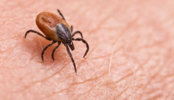 Yezo: ¿en qué consiste este nuevo virus japonés y cómo afecta a los seres humanos?