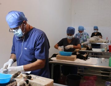 Anuncia ISSEA nueva jornada de esterilización felina y canina en Aguascalientes