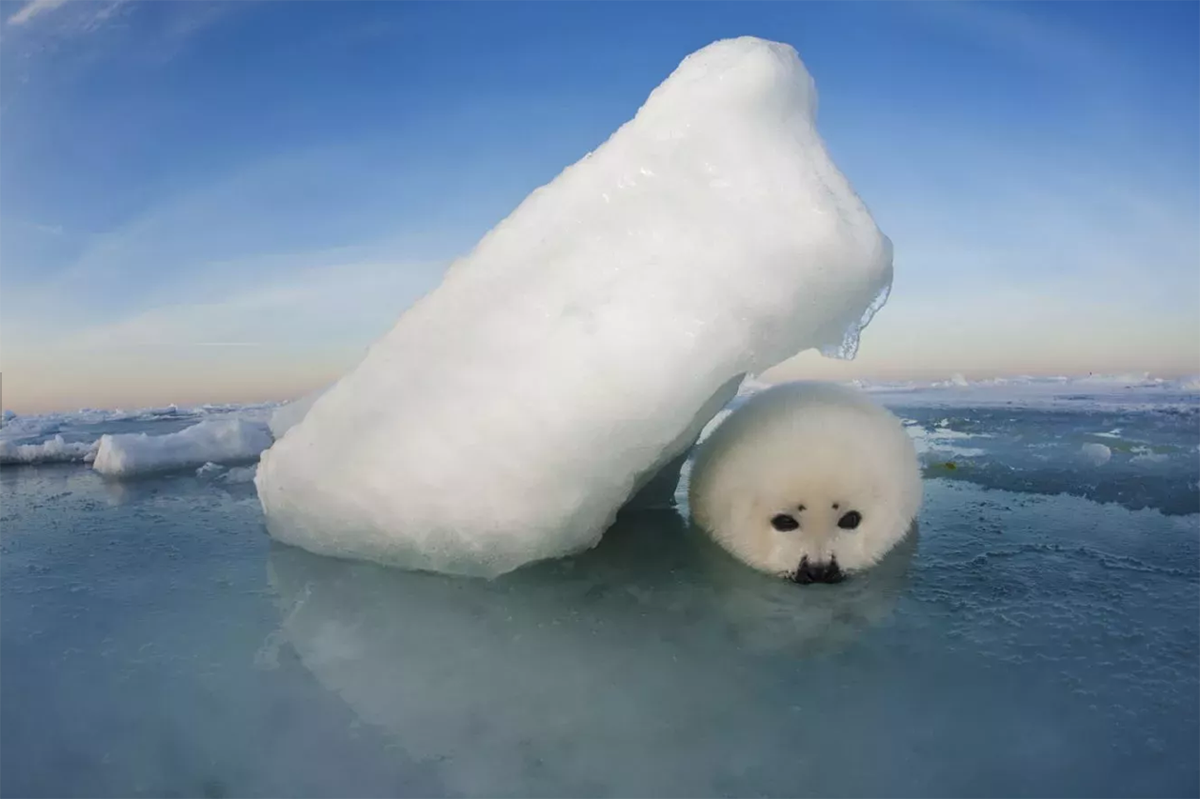 Una pequeña foca de Groenlandia busca refugio de los implacables vientos que azotan el hielo marino que cubre el Golfo de San Lorenzo a finales de febrero. (Jennifer Hayes)