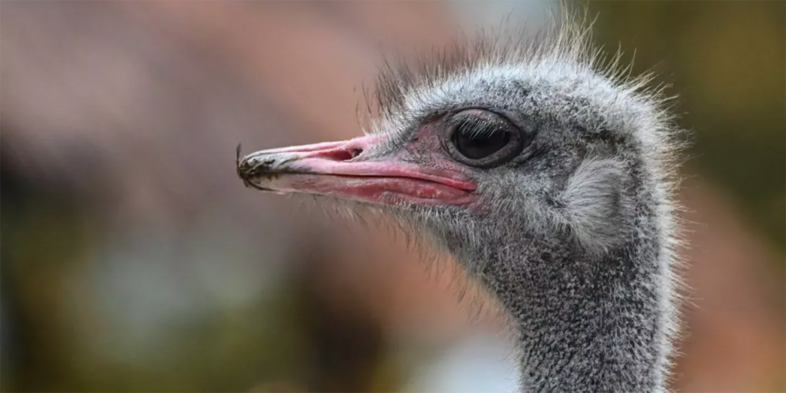 Tsukamoto ha estudiado los avestruces durante años buscando formas de adaptar su poder inmunitario para combatir varias enfermedades. (Foto: Hector Retamal/AFP/Getty)