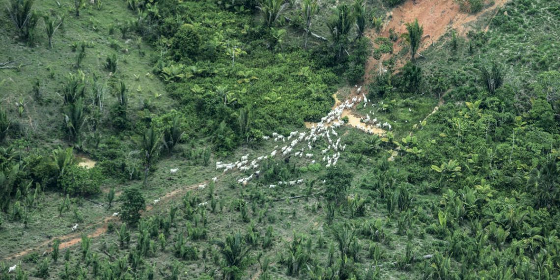 Un vuelo reciente revela la existencia de ganadería a gran escala dentro del territorio piripkura. (Foto: Rogério Assis/ISA)