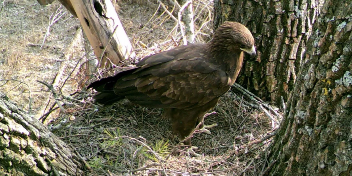 Un águila moteada en su nido dentro de la zona de exclusión. (Foto: Valery Dombrovski)