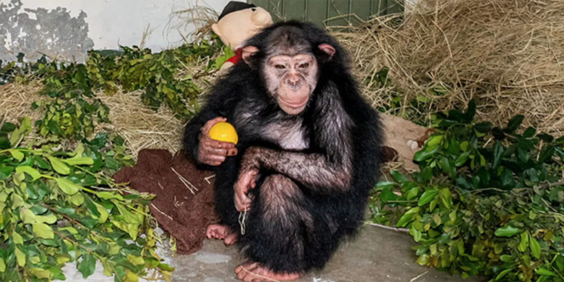 Baran fue reubicada de Irán a un santuario para chimpancés en Kenia. (Foto: Reservación Ol Pejeta)