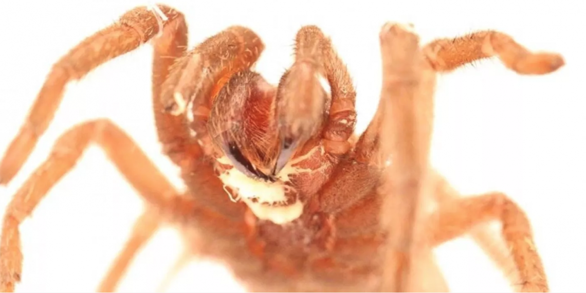 Una tarántula visiblemente infectada con un gusano jeffdanielsi. (Foto: Adler Dillman/UCR)