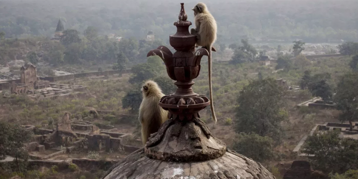 Los monos son considerados sagrados por muchos habitantes de India debido a su relación con la deidad hindú Hauman. (Foto: Xavier Galiana/Getty Images)