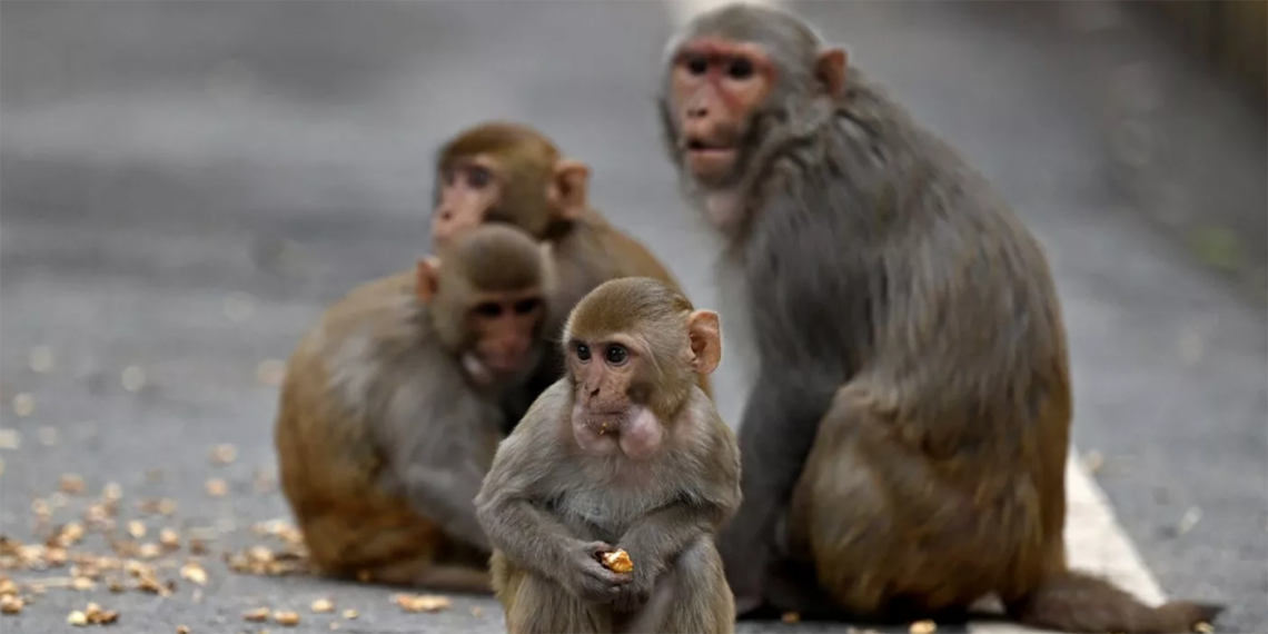 Un grupo de monos retratados en un camino en India. Estos animales son considerados sagrados en ese país. (Foto: Sajjad Hussain/Getty)
