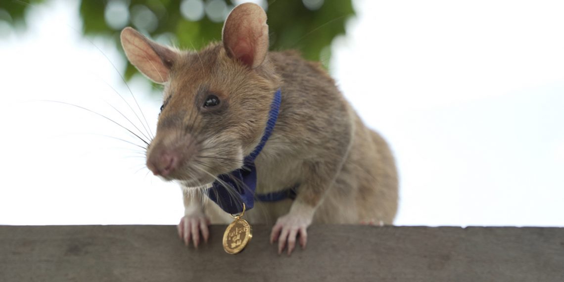 En septiembre de 2020, Magawa recibió una medalla de oro de PDSA, organización benéfica animal del Reino Unido. Este honor es el premio más alto a la gallardía que un animal puede recibir. (Foto: PDSA/AFP)