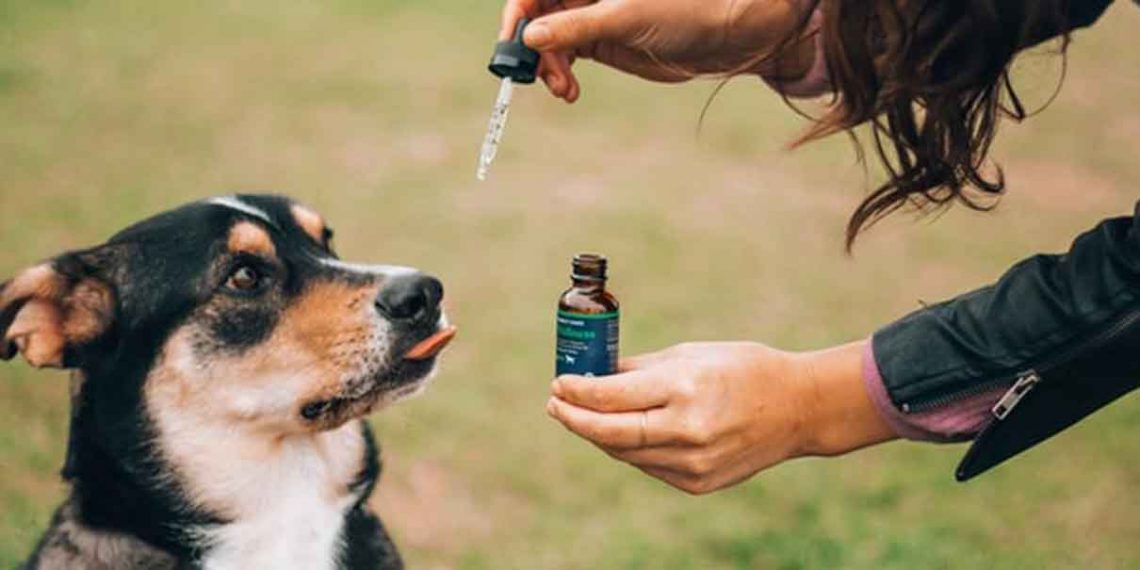 cannabis medicinal, incluiría segmento para uso en mascotas