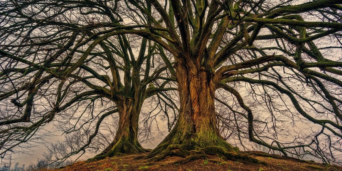 Un equipo de investigadores informó que hay 73,000 especies de árboles en el mundo, entre las que aún no se han descubierto 9,000 especies arbóreas. (Foto: Pixabay)