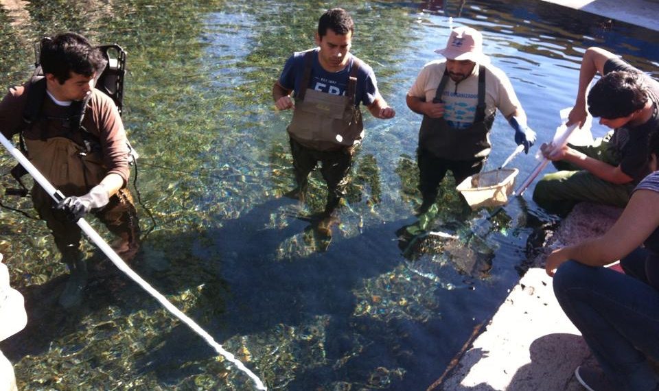 Se estima que actualmente existen entre 1,500 y 2,000 individuos en vida libre desde un conteo de "cero" antes de la reintroducción. (Foto: Umich)