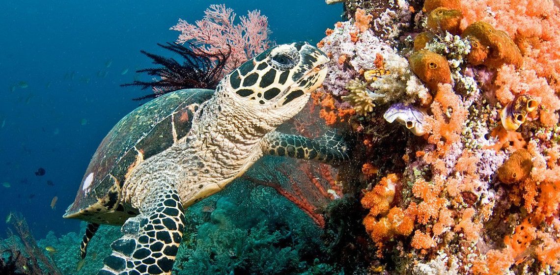 (Foto: Coral Reef Image Bank/Jayne Jenk)