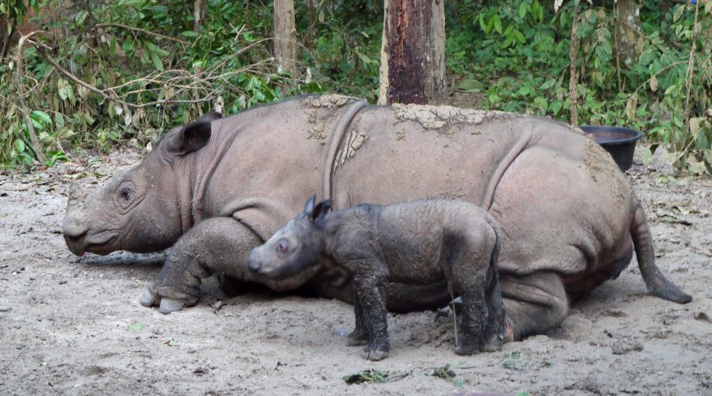 Los rinocerontes de Sumatra son los más pequeños y el único rinoceronte asiático con dos cuernos. (Foto ilustrativa: AFP)