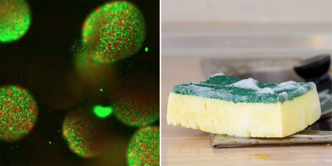 Izquierda: especies de bacterias manipuladas para brillar, con el fin de poder identificarlas. Derecha: una esponja de cocina. (Fotos: Andrea Weiss, Zach Holmes y Yuanchi Ha, Universidad Duke/Getty)