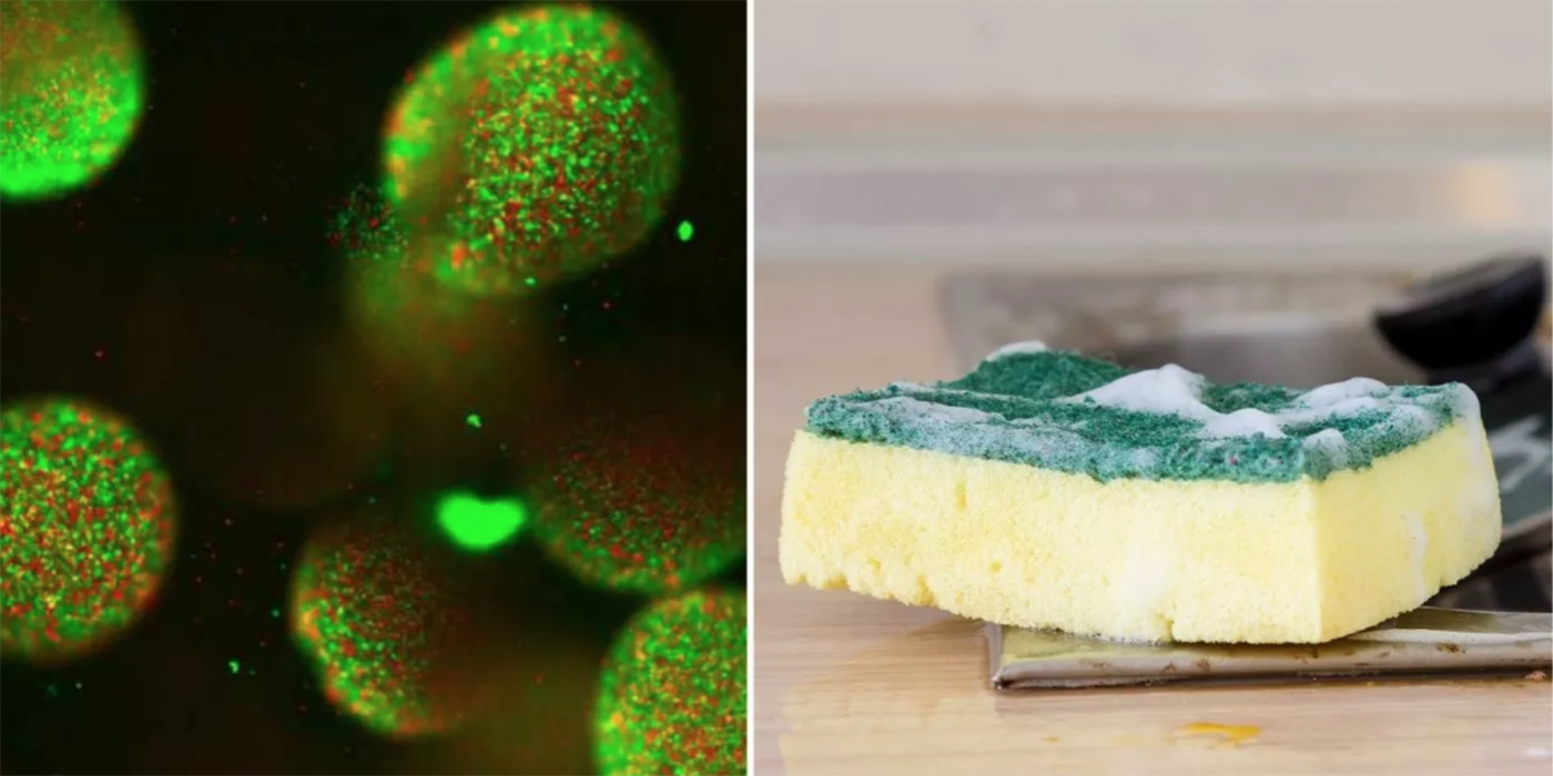 Por qué la esponja de cocina es el caldo de cultivo ideal para las bacterias