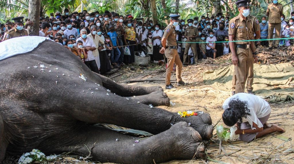 El elefante tuvo una escolta armada de comandos de élite después de un incidente de 2015. (Foto: AFP)